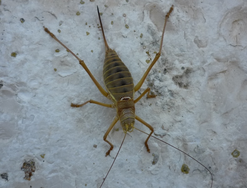 Castel del Monte(BT),Ephippiger discoidalis?